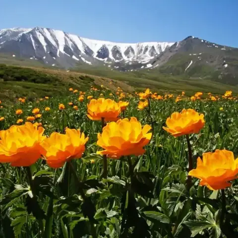 Купальница азиатская Trollius asiaticus саженцы