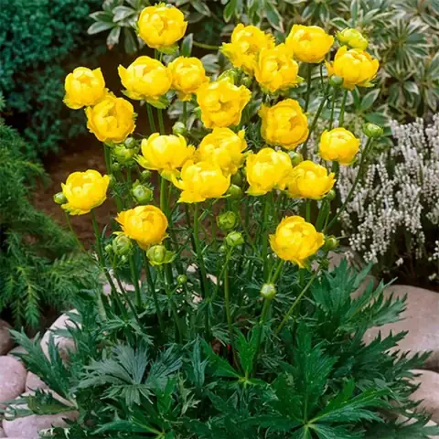 Купальница европейская