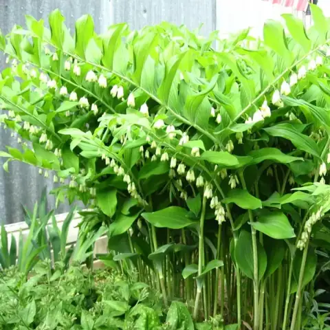 Купена многоцветковая