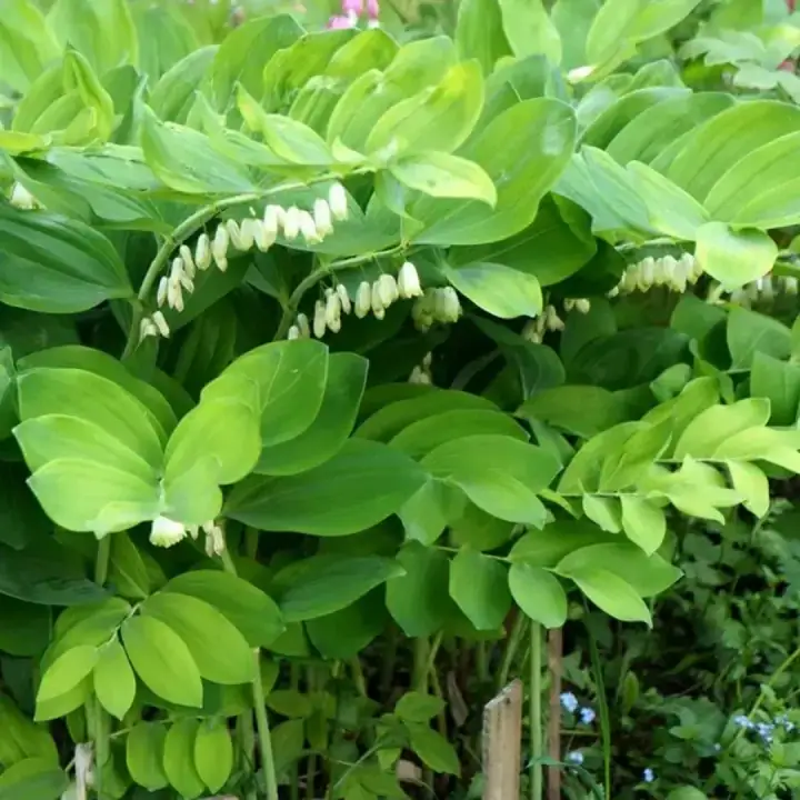 Купена многоцветковая, фото 3