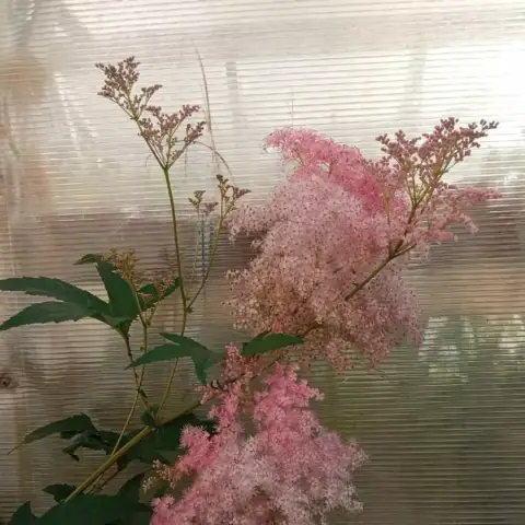 Лабазник розовый