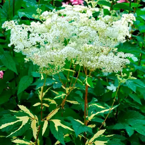 Лабазник вязолистный (таволга) вариегата Variegata