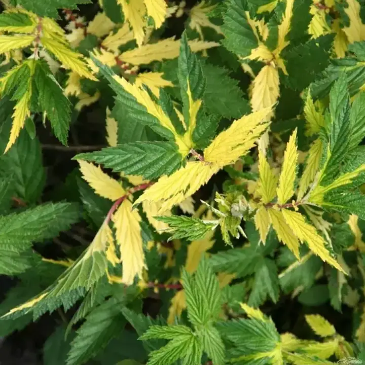 Лабазник вязолистный (таволга) вариегата Variegata, фото 2