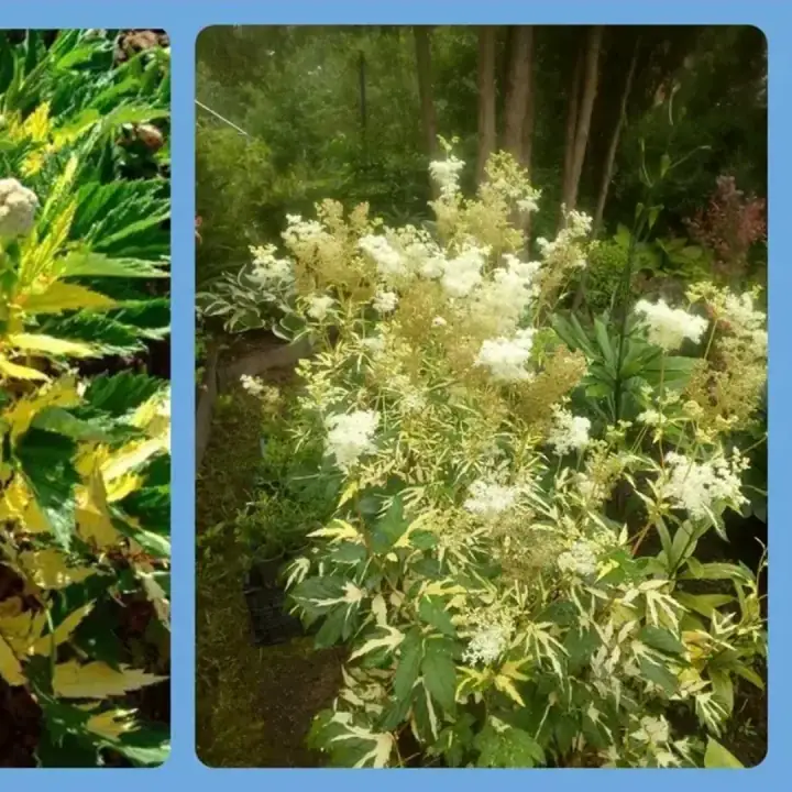 Лабазник вязолистный (таволга) вариегата Variegata, фото 3