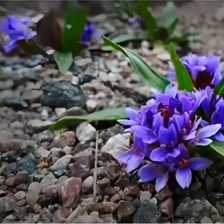 Лаготис столоносный, фото 3