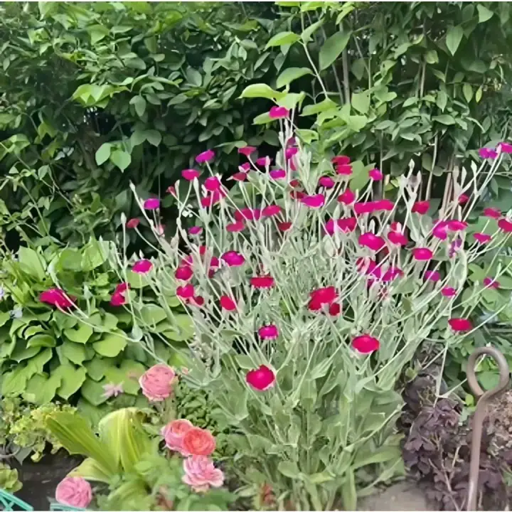 Лихнис корончатый