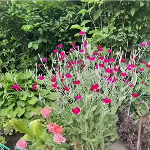 Лихнис корончатый