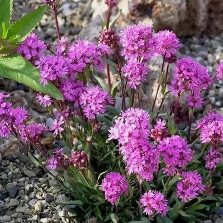 Лихнис (смолка) альпийский пурпурный