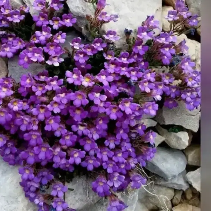 Льнянка душицелистная Ариста Блю. Хенориум, фото 2