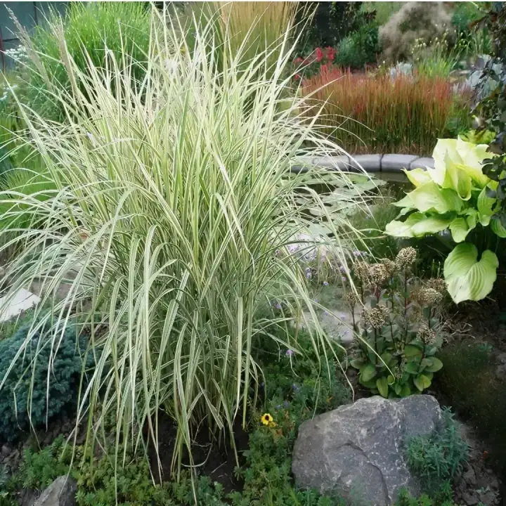 Манник большой Variegata
