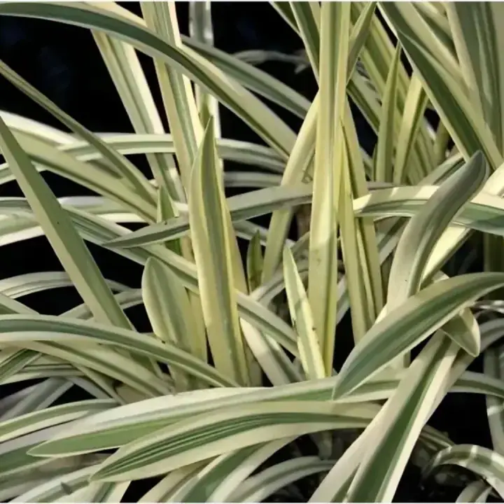 Манник большой Variegata, фото 2