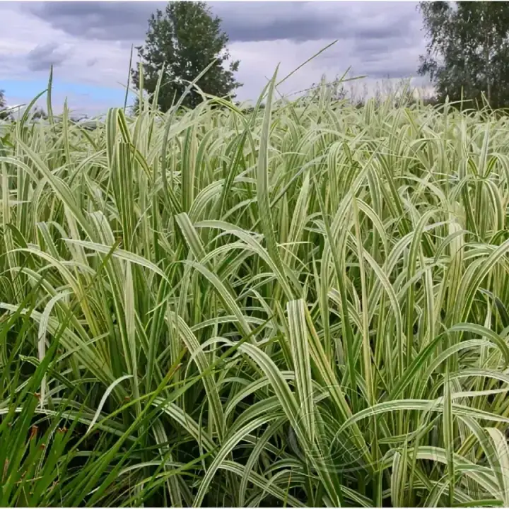 Манник большой Variegata, фото 3