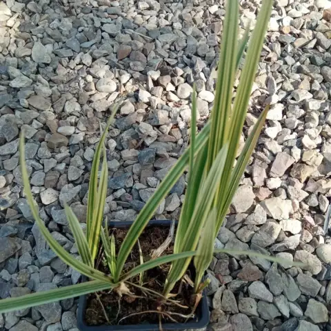 Манник Glyceria maxima variegata