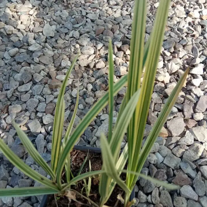 Манник Glyceria maxima variegata, фото 2