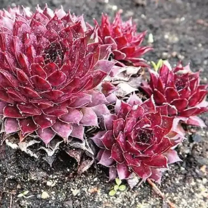 Молодило Leneca, фото 3