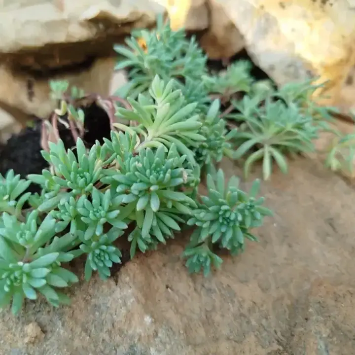 Очиток седум испанский Sedum hispanicum, фото 3