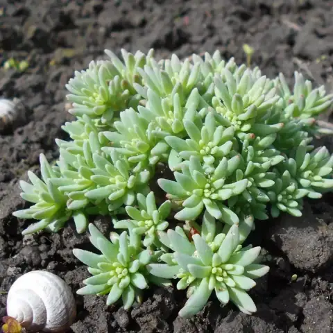 Очиток седум испанский Sedum hispanicum