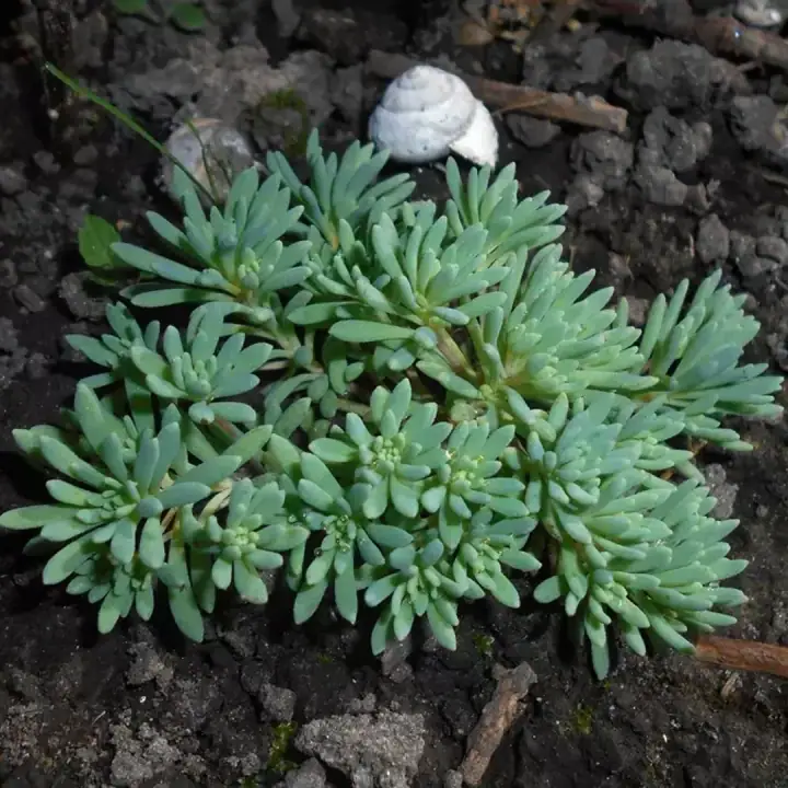 Очиток седум испанский Sedum hispanicum, фото 2