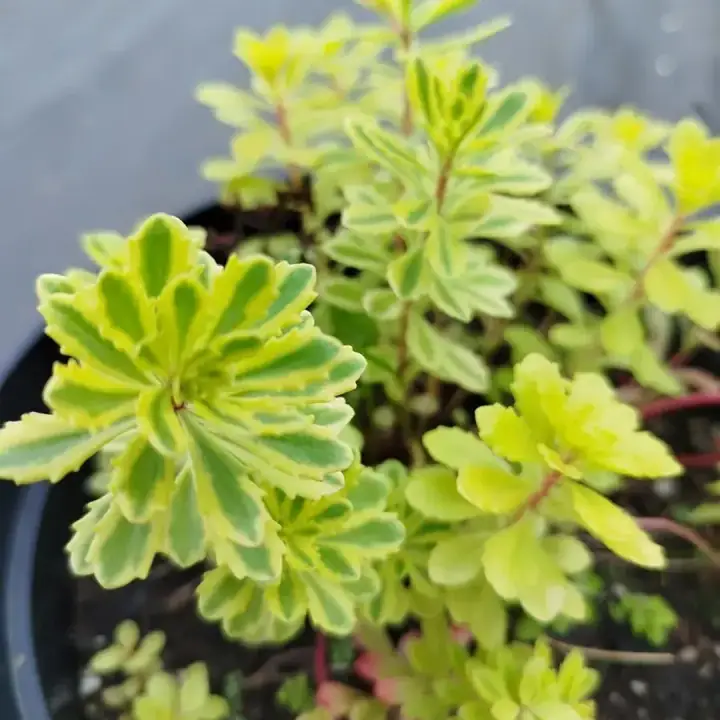 Очиток седум Миддендорфа Variegata, фото 3