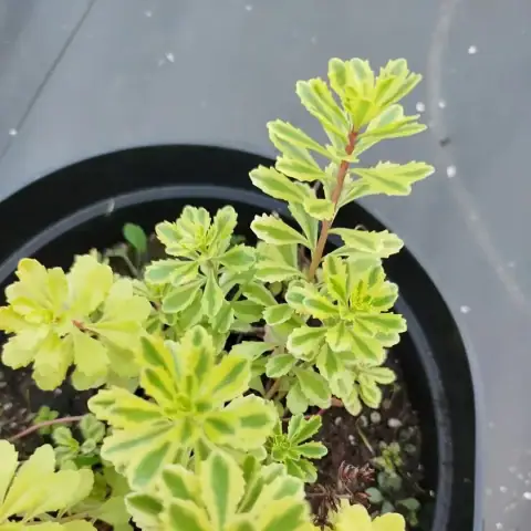 Очиток седум Миддендорфа Variegata