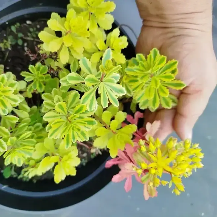 Очиток седум Миддендорфа Variegata, фото 2