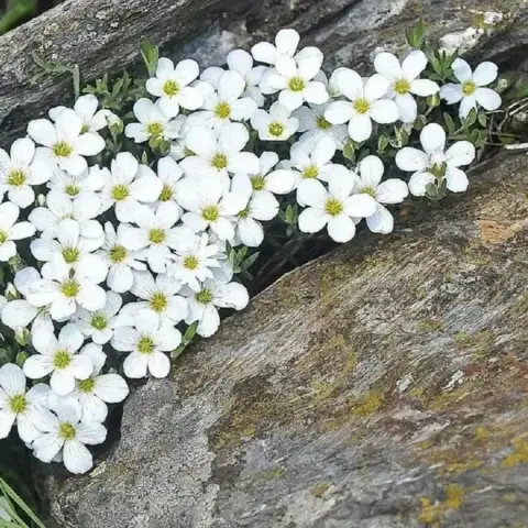 Песчанка ( аренария ) горная Близзард компакт