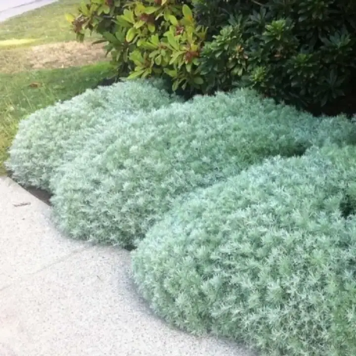 Полынь Шмидта "Сильвер Маундс" саженцы, фото 3