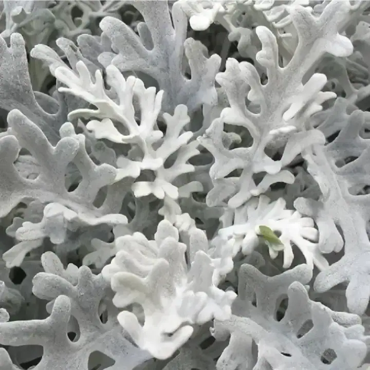 Полынь Стеллера Silver Brocade, фото 2