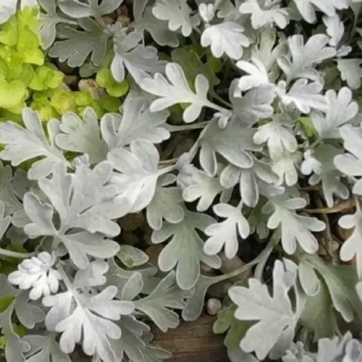 Полынь Стеллера Silver Brocade, фото 3