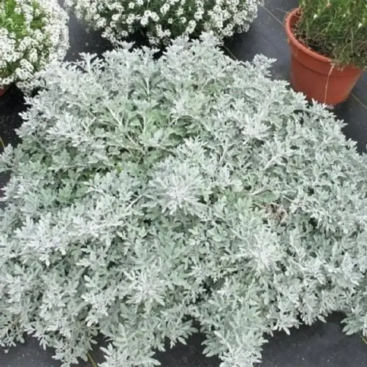 Полынь Стеллера Silver Brocade