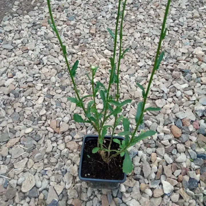 Ромашка садовая