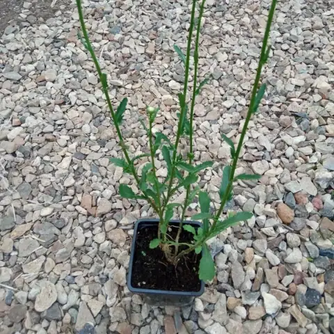 Ромашка садовая
