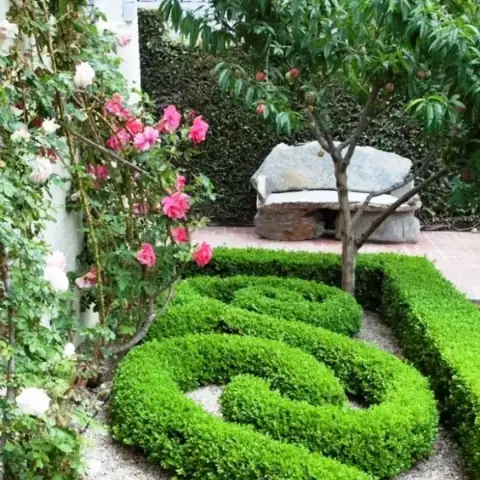 Самшит вечнозеленый Buxus