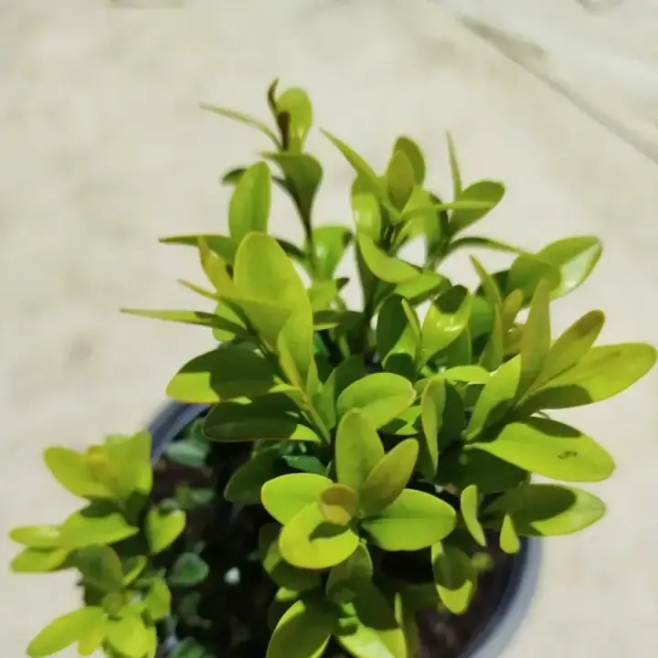 Самшит вечнозеленый Buxus, фото 2