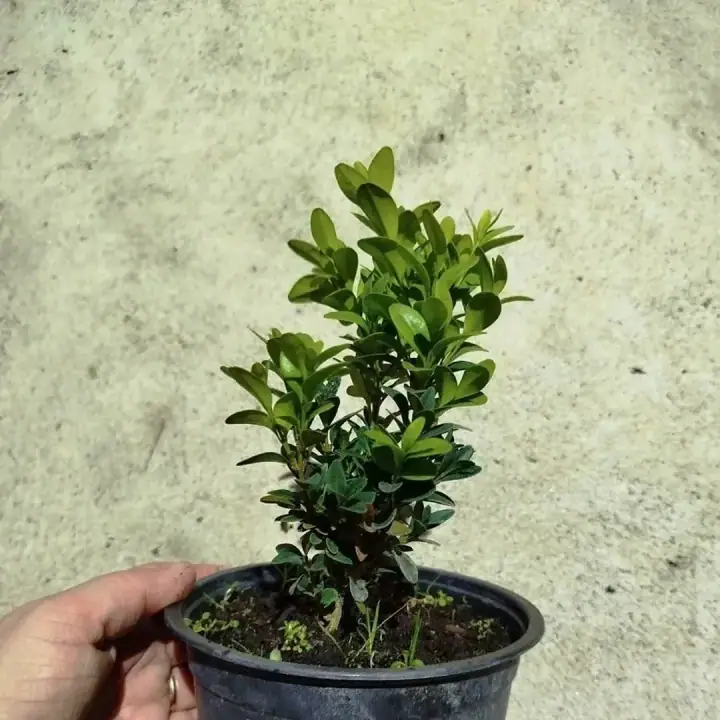 Самшит вечнозеленый Buxus, фото 3