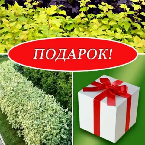 Саженец сюрприз или для подарка в праздничной упаковке
