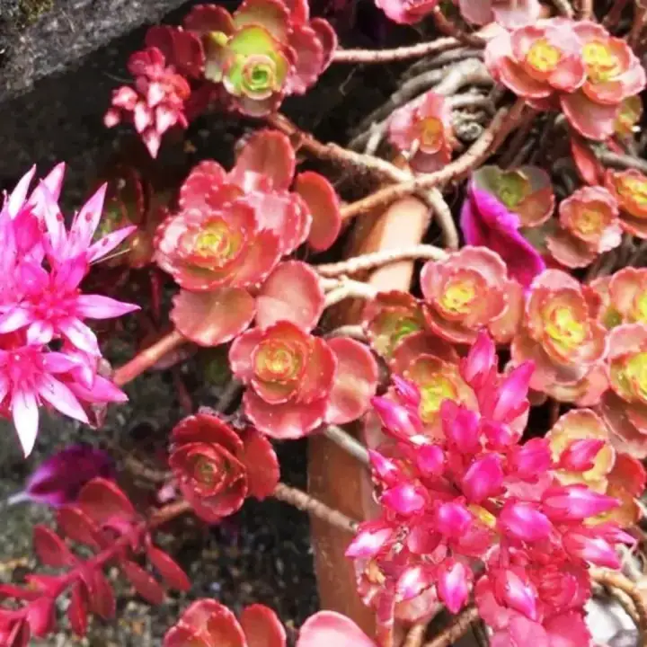 Седум (очиток) Coccineum (Кокцениум), фото 2