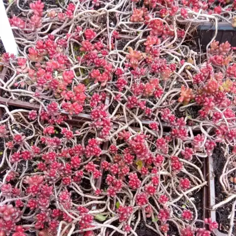 Седум (очиток) лаконийский Лаконикум