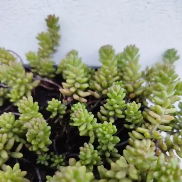 Седум очиток потозинум (Sedum potosinum), фото 2
