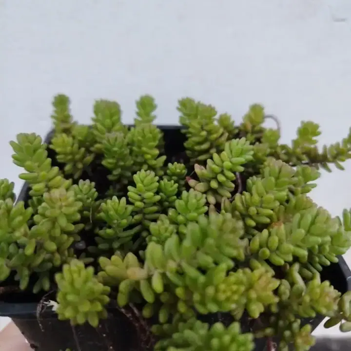 Седум очиток потозинум (Sedum potosinum), фото 3