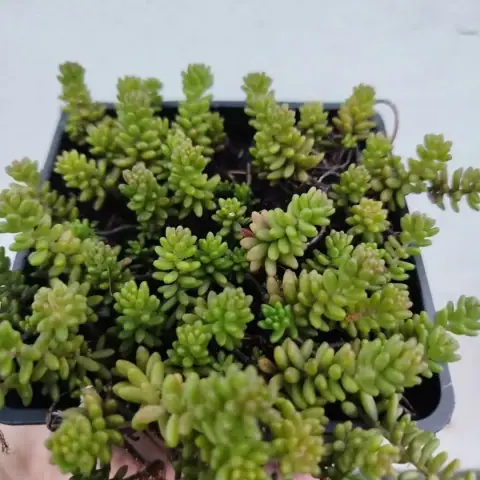 Седум очиток потозинум (Sedum potosinum)