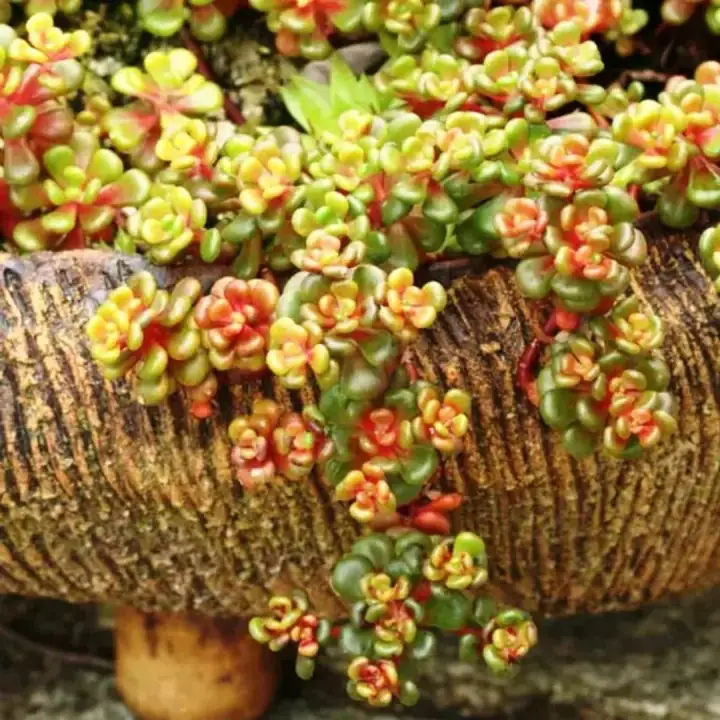 Седум (очиток) Sedum oreganum