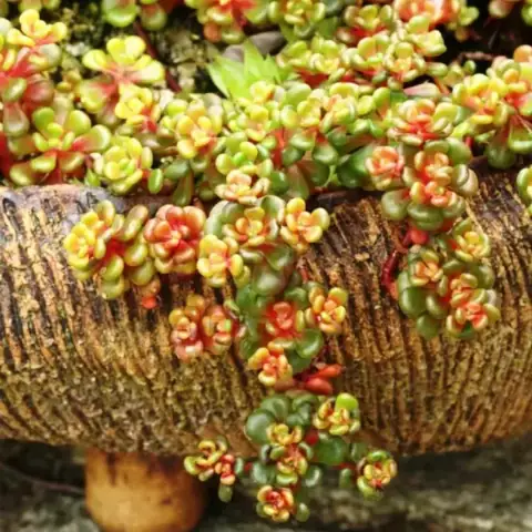 Седум (очиток) Sedum oreganum