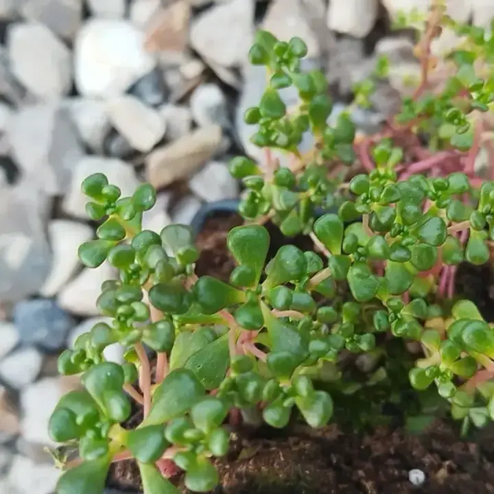 Седум (очиток) Sedum oreganum, фото 2
