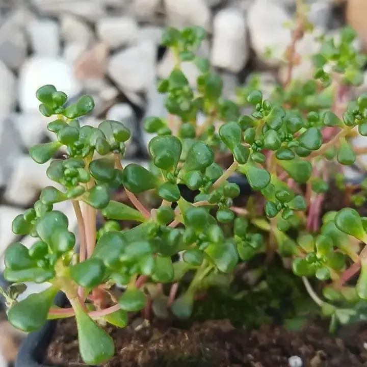 Седум (очиток) Sedum oreganum, фото 3