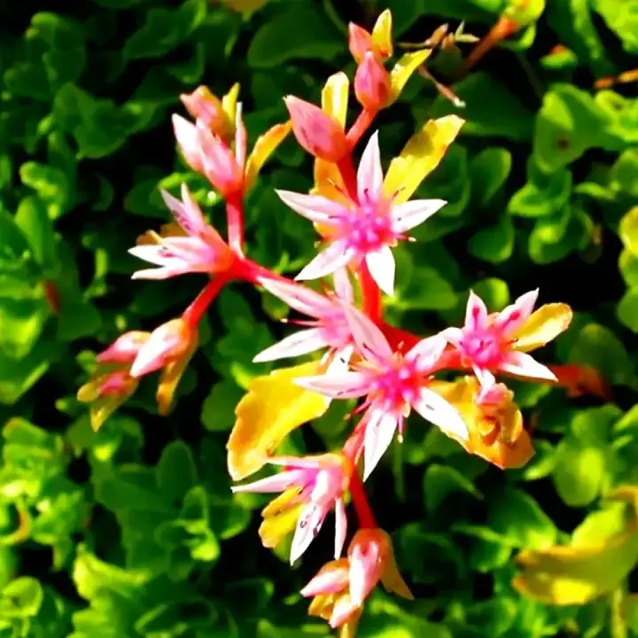 Седум побегоносный Sedum stoloniferum, фото 3