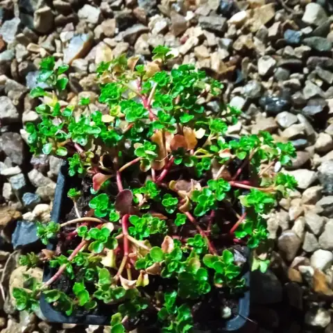 Седум побегоносный Sedum stoloniferum