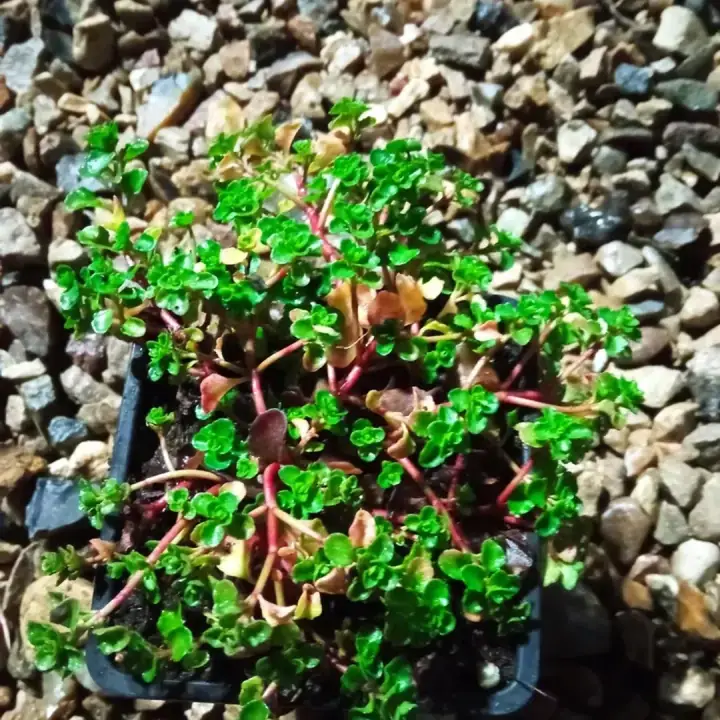 Седум побегоносный Sedum stoloniferum