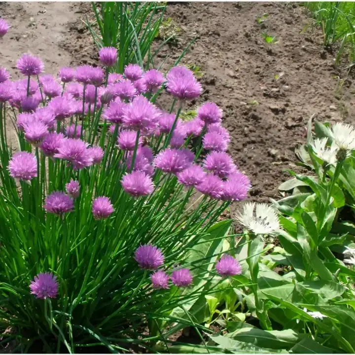 Шнитт лук (Allium schoenoprasum) декоративный
