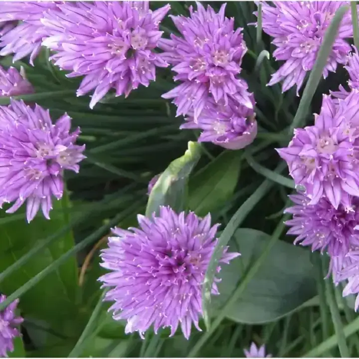 Шнитт лук (Allium schoenoprasum) декоративный, фото 2